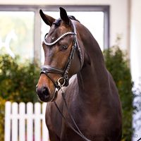 Secret / Fürstenball