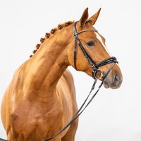 Comme il faut NRW / Dominator Z