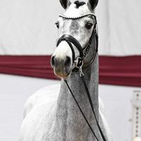 Hengst von Chacoon Blue/Contender