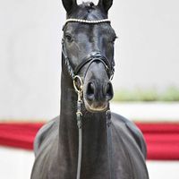 Hengst V. Chacco Chacco - Landrebell