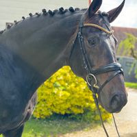 Tannenhof's Beckham GT