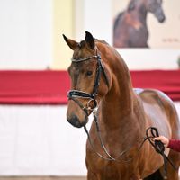 Hengst V. Ben Benicio - San Muscadet