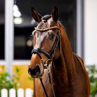 Hengst von Cornet's Quaprice/Colman