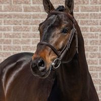 Pegase Van't Ruytershof