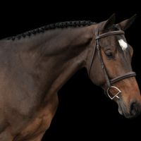 Ratino KN ter Beuken