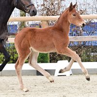 Kagemand von der Söhr