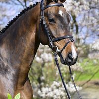 Mandela van 'T Sandbosch