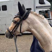 Schierensees Shakira