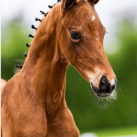 Secret Bloom Rosy-Liena JVR