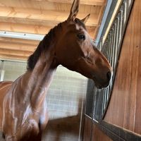 Lady Amor Sandro vd Waterhoeve