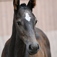 Louiselunds Dolcetto