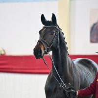 Rassito Vom Ludwigshof