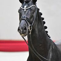 Hengst V. Dynamic Dream - Don Primero