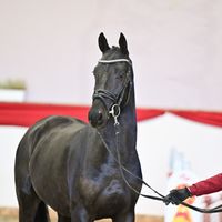 Hengst V. Darletto - Casado