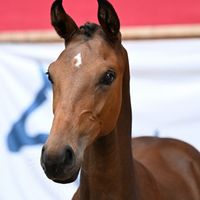 Hummelhedes Diamante