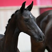 Øster Tvedens Louise