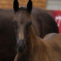 Tempranillo Pilekær