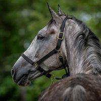 Ultimate van de Pikkerie