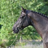 Rise Up van de Celiebrug