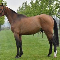 Kingsley van Schuttershof