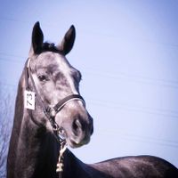 Quentin van de Moskifarm