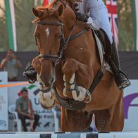 Baby Babe 15 Du Petit Vivier