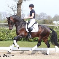 Nymphenburgs Finest Ampere