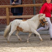 Niederbroks Herzbube