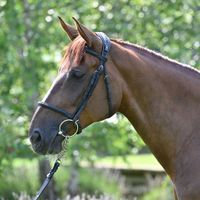 Fantasia de L'aubere