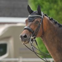 Atterupgaards Spiderman