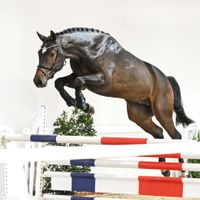 Hengst von Ogrion des Champs x Heartbreaker