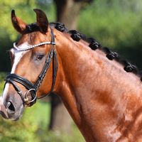 Hengst von Valverde - Dimaggio