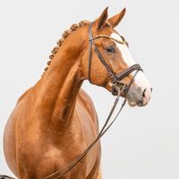 Tangelo's Kunterbunt