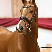 Hengst V. Dia Corrado - Stolzenberg