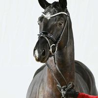 Hengst von Bohemian / Apache