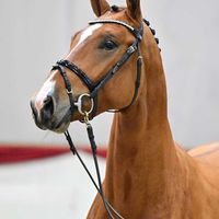 Hengst v. Cooper vd Heffinck - Argentinus