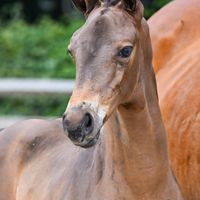 Chani Vd Berghoeve Z