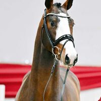 Hengst von Grand Slam VDL x Cantos