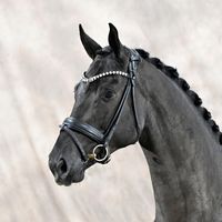 Franze / Solos Carex