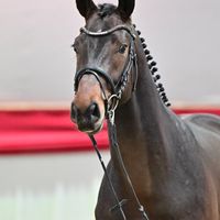 Hengst von Cellman X Landrebell