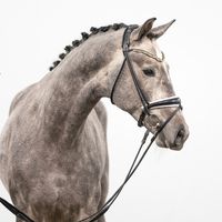 Hengst von Vitalis X Dante Weltino