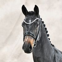 Lordswood Bernstein Sl / Sir Donnerhall I