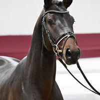 Hengst V. Forlee - Caretino