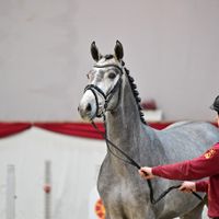 Hengst V. Grey Top - Montendro I