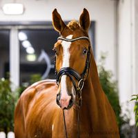 Ogano / Balou Du Rouet