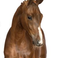 Uthan van 'T Studutch