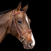 Casalido von Worrenberg