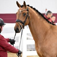 Hengst V. Diathago - Cayetano L