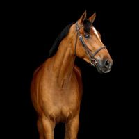 Vago Chin VT Willebeke Z