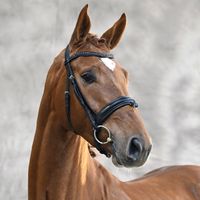 Aganix Du Seigneur Z / Contender